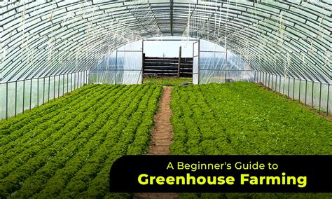 Step-by-Step Drip Irrigation Guide for Mango Trees | Getfarms Blog