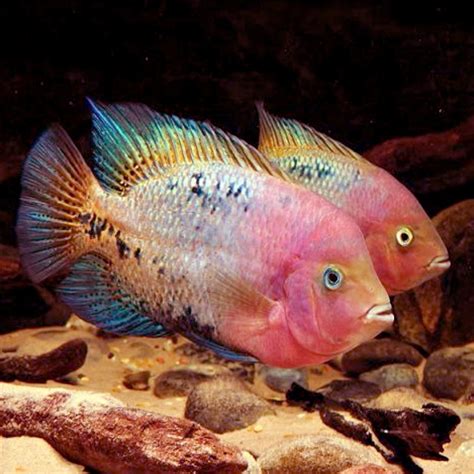 Central American – Best4Pets