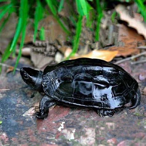你知道你放生的龟有多凶残吗？----中国科学院成都生物研究所