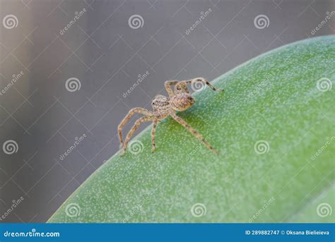 Closeup of Jumping Spider Hyllus Semicupreus. Stock Image - Image of ...