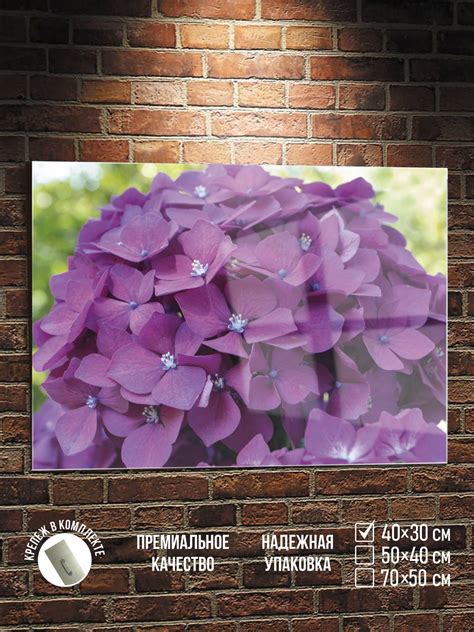Картина Полицентр Гортензия крупнолистная 30x40 см ️ купить по цене 2 ...
