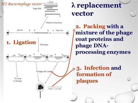 Image result for Replacement Vector Vector Structure