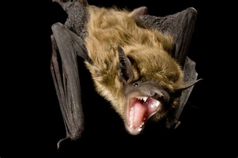 A big brown bat (Eptesicus fuscus). Chiroptera, Big Brown, Bats, Awsome, Clan, Critter, Drawing ...