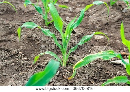 Image result for Small Corn Field