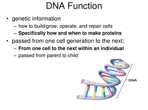 Image result for DNA Function