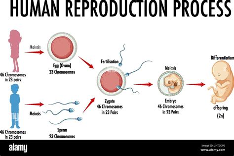 Reproduction Process in Human 的图像结果