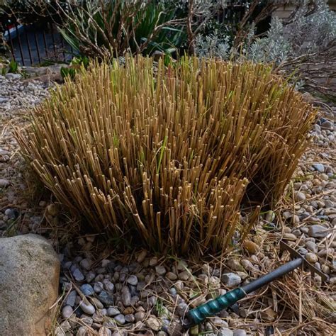 How To Prune And Divide Ornamental Grass In Late Winter/Spring