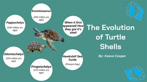 Image result for Turtle Shell Evolution