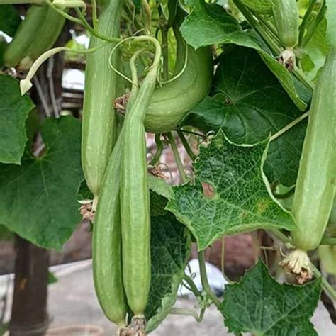 Buy Sponge Gourd White Long Seeds – High Yield, Light White Fruits