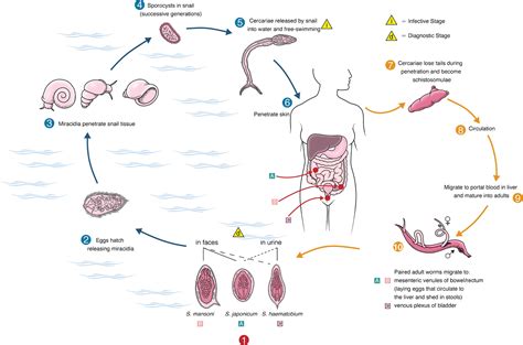 Life Cycle Of Schistosomiasis Parasite Report Provides Insight Into
