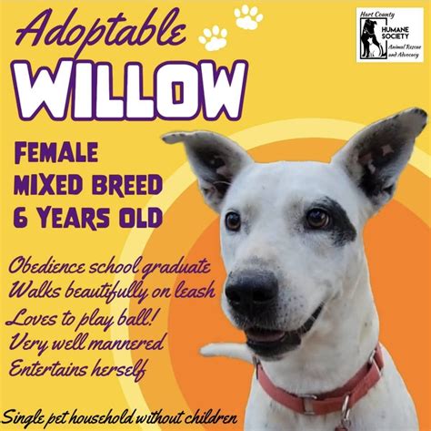 Willow: Playful Pup Waiting for You at the Hart County Humane Society ...