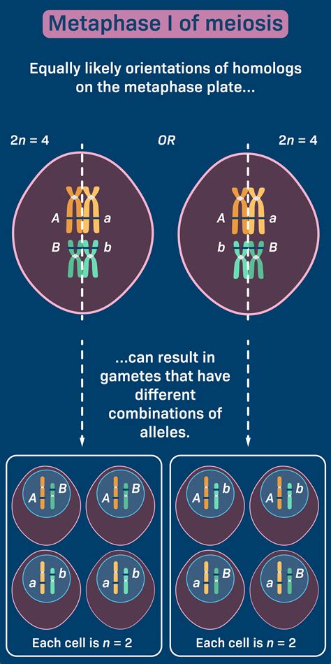 Meiosis Stages Metaphase 1