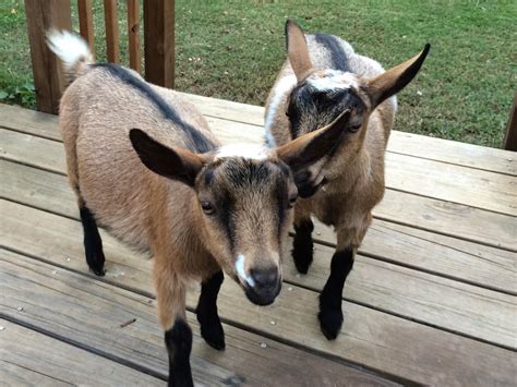 Nigerian Dwarf Goats With Horns