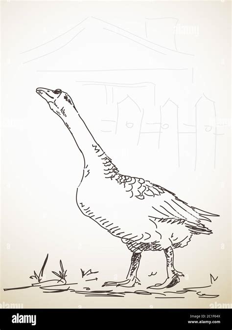 Rezultat imagine pentru Goose Attacks