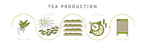Image result for Tea Making Process Map