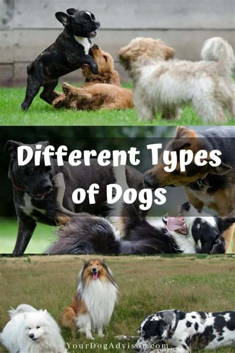 Image result for Different Types of Dogs