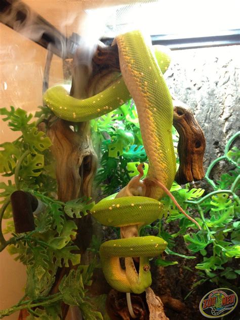 Image result for Green Python Eating Rat