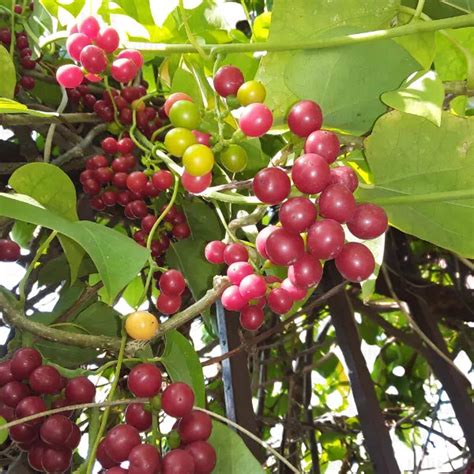 Giloy (Tinospora Cordifolia) "Heart-leaved moonseed" - Plant – Lalit ...