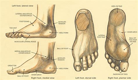 Anatomy Of The Bottom
