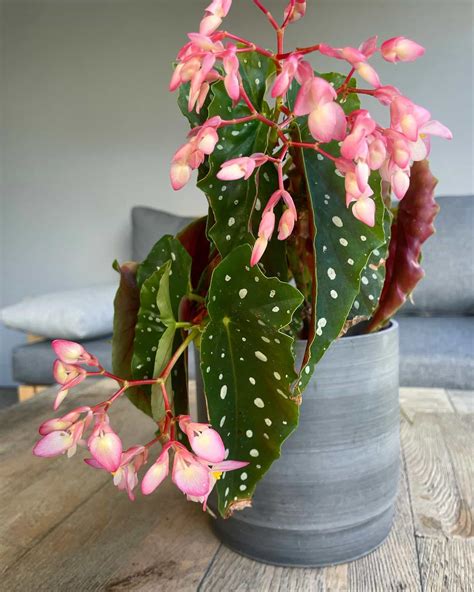 Begonia Maculata: Care and 13+ Tips | Plantcarefully