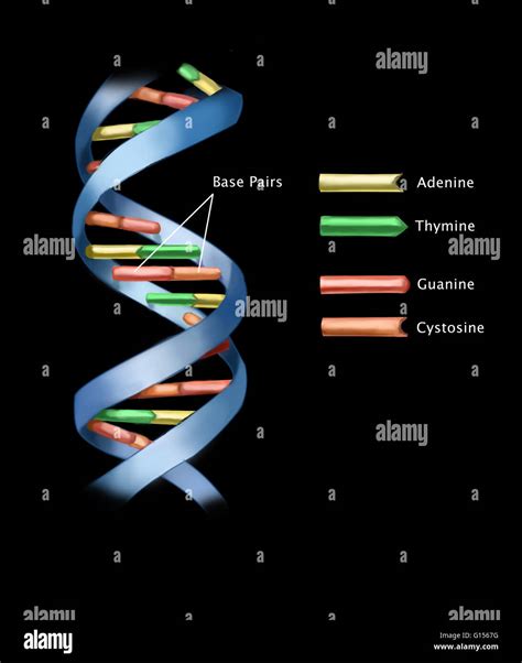 DNA分子结构式素材图片免费下载-千库网