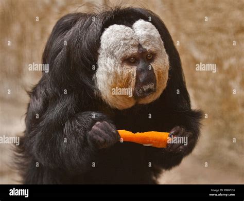 White-Faced Saki Monkey (pithecia pithecia) male eating a carrot Stock ...