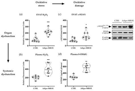 Adipocyte-Mineralocorticoid Receptor Alters Mitochondrial Quality ...