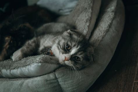 FLUTD in cats: symptoms, treatment and prevention