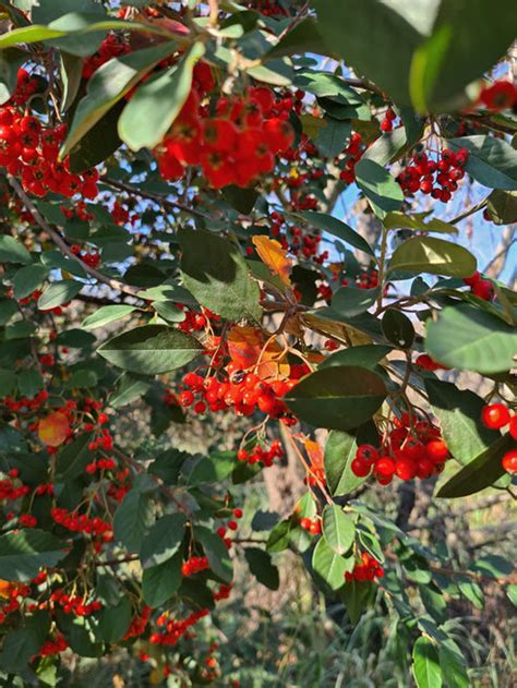 Moldenke Fruit Plant (Citharexylum montevidense) – veliyathgardens