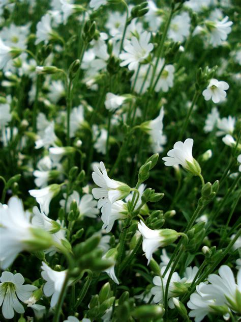 White Flowers Small free image download
