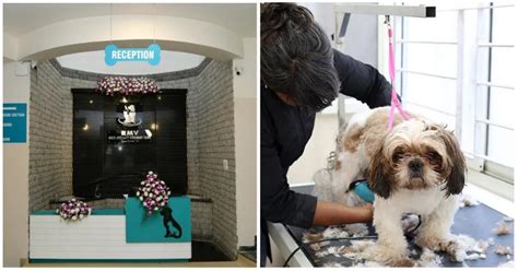 RMV Multi-Speciality Veterinary Clinic | WhatsHot Bangalore