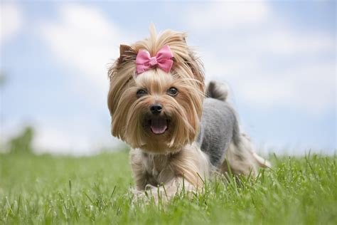 Yorkie Size Growth and Weight Chart: Predict Their Size - Yorkie Passion