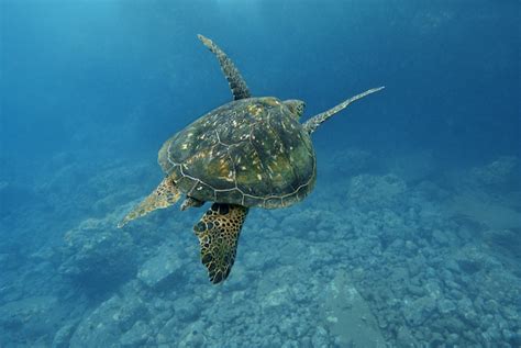 Sea Turtle Migration — SEE Turtles