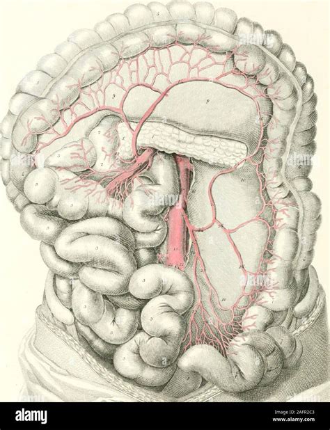. Plates of the arteries of the human body. rtery. This rarely forms a ...
