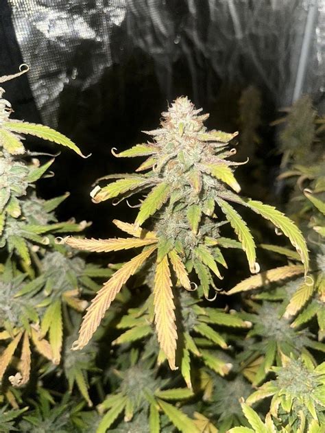 Image result for Alien vs Triangle Strain