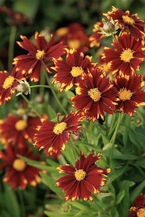 Red Coreopsis Perennial Flowers