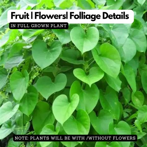 Giloy Plant / Chittamruthu (Tinospora cordifolia) Medicinal Live Plant ...