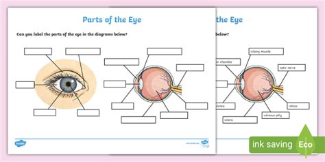 Label Parts of the Eye Worksheet | Sense of Sight