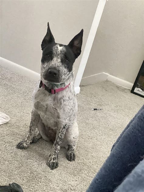 Blue Heeler Pitbull Mix