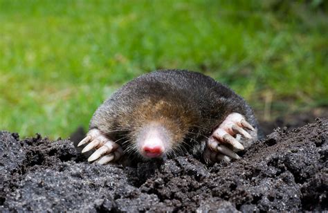 Image result for Mole Problem Solving