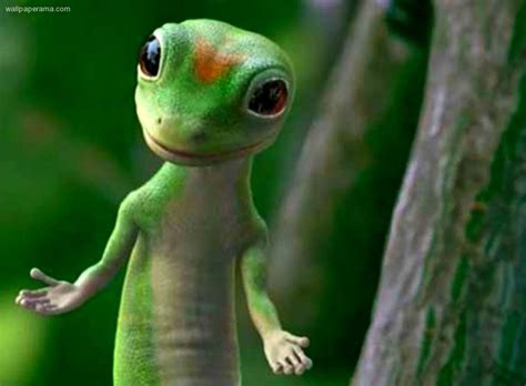 GEICO Insurance Lizard 的图像结果
