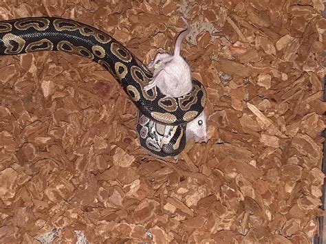 Image result for Ball Python Eating Chicken