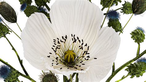 3D Bouquet Of White Wild Flowers Poppy Thistle Thorn 452 Model ...