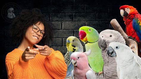 Image result for Parrot Picture Simple Tips