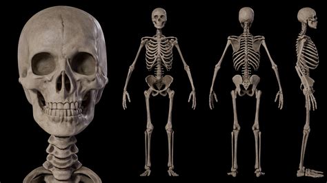 Human Male Skeleton - 3D Model by iQuon