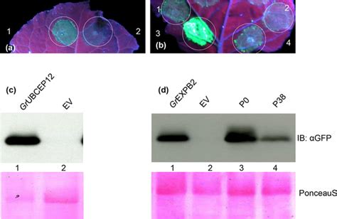 Image result for Apoplastic Pathway Model Kit