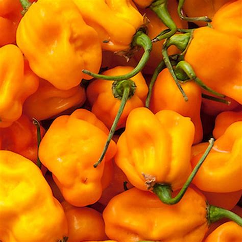 Chilli Pepper Scotch Bonnet Yellow - Organic Plant Packs - Harrod ...