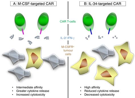 CAR T-Cell Targeting of Macrophage Colony-Stimulating Factor Receptor