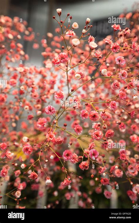 Japan Flowers 的图像结果