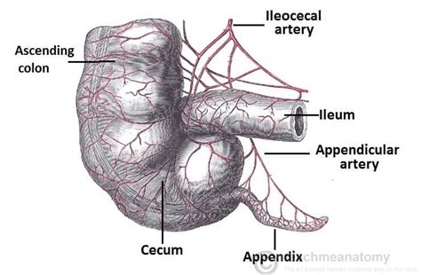 Image result for Appendix Structure